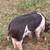 KuneKune/Hamshire Piglets 2 thumbnail