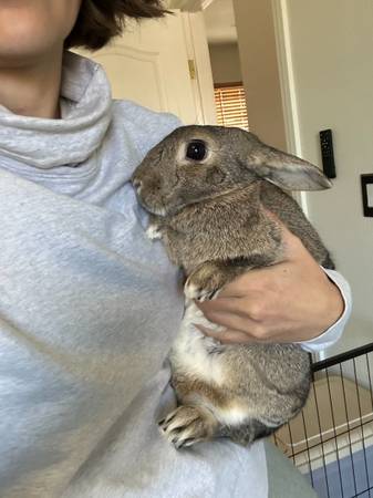 2 Pairs of Bonded, Social, Spayed/Neutered Bunnies Available (Las Vegas)63907183967875121