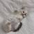 RAG DOLL KITTENS 2 thumbnail