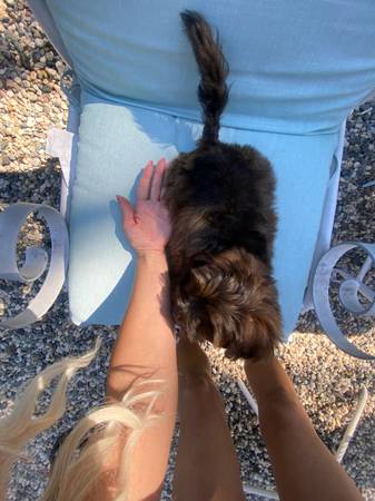 Yorkipoo pom puppy (Carmichael)63848769272963123