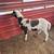 1 borrago dorper sheep 2 thumbnail
