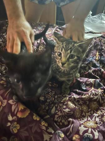 4 gatitos machos (Bronx)63930930217602124