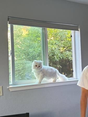 Beautiful White Persian Male – Sweet, Loving, and Looking for a Home63658975936513120