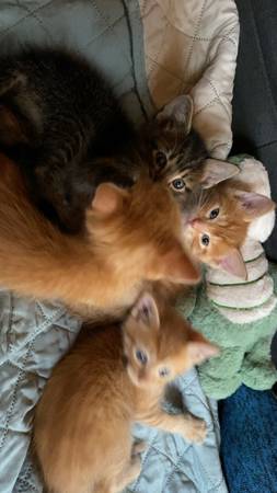 Adorable kittens (Dunnellon)63861890088451123