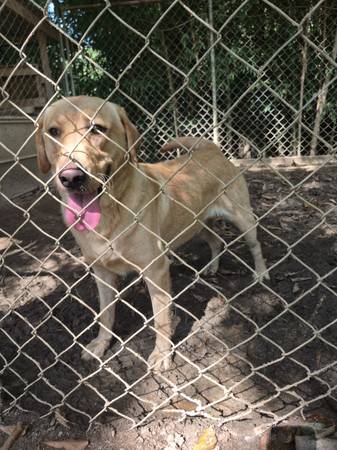 Labrador 1