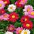 Perennial Painted Daisy Seeds 1 thumbnail