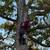 TREE REMOVAL & TREE TRIMMING IN DURHAM, NC | STUMP GRINDING | FREE EST 19 thumbnail