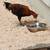 ROOSTER 3 thumbnail