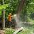 Professional Tree Removal & Services Offered at Affordable Rates 1 thumbnail