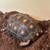 Cherry Head Red Foot Tortoise + Enclosure 3 thumbnail