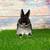 SWEET Netherland Dwarf Black Silver Marten Jr Doe Bunny Rabbit 🖤💕🐰 3 thumbnail