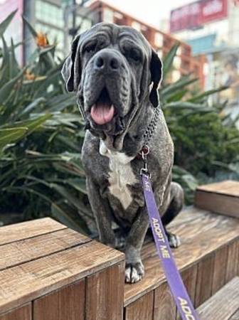 PAID OPPORTUNITY TO DOG FOSTER! SAVE A LIFE! 1