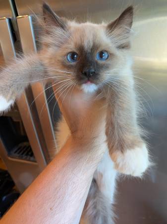 ragdoll kittens for adoption no deposits needed/ local pick up (sunset park)63887463011969123