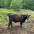 Registered Angus Bull 2 thumbnail