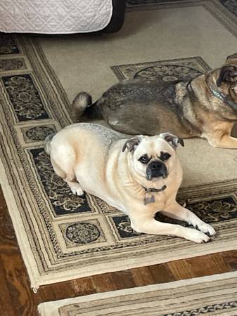 Lost Pug (Reward $600.00). Any Information Would be Appreciated. (East Atlanta)63739476436097120