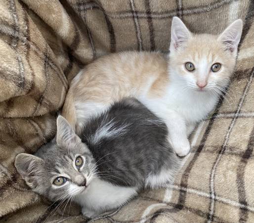 Kittens Kittens (Olympia)63874561000067120