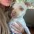 3 Dogs-Foster or Adopt. 3 thumbnail