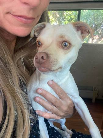 Dos perros en busca de hogar (Petaluma)63696398246659123