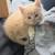 Kitten need home 2 thumbnail
