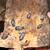 Dairy Cow mix Isopods 1 thumbnail
