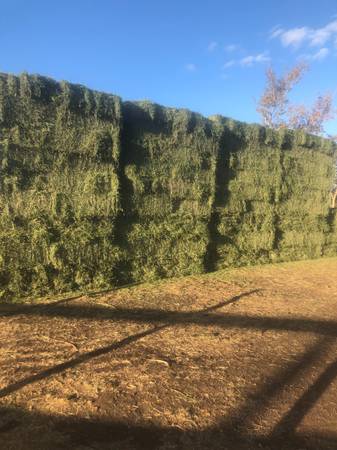 Alfalfa Hay 1