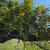 Magnolia Tree 9 thumbnail