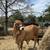 Red Brahman 3 thumbnail