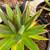 Agave Plants - multiple varieties 17 thumbnail