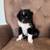 Mini Aussie puppies 3 thumbnail