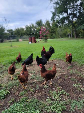 Chickens RIR Laying hens (Jermyn)63852007296131120