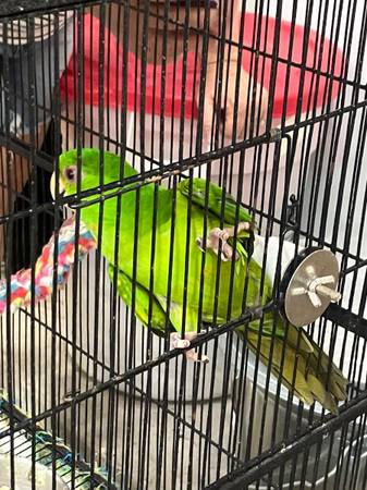 Green conures 1