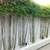 Gracilis Bamboo ~ Premier Clumping Bamboo for Privacy 9 thumbnail