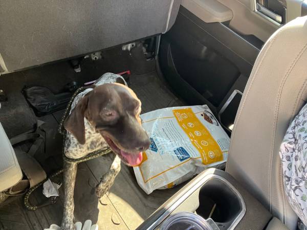 Found short haired pointer 1