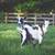 Handsome Nigerian Dwarf Buck Goat 6 thumbnail