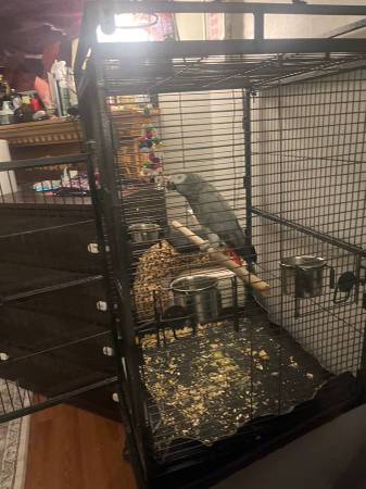 Rehoming african grey 1