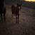 bay filly 1 thumbnail