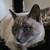 Lost cat 1000.00 reward 5 thumbnail