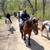 Beginner Safe, Bombproof Clydesdale Horse for Sale 24 thumbnail