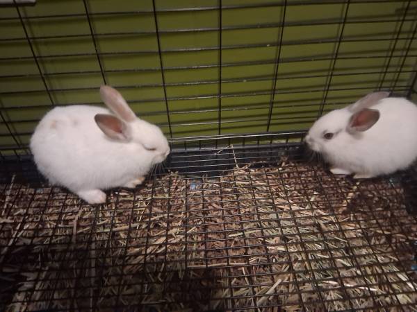 2 young female rabbits 1
