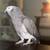 African Grey 1 thumbnail