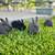 Pure bred New Zealand Rabbits for sale 5 thumbnail