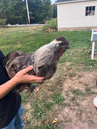 Gallo Bantam Silkie (Newport, NH)63844233348481121