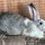 Meat Rabbits (Downsizing, Lots available) 18 thumbnail