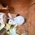 Rabbits for sale 8 thumbnail