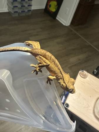 Crested Geckos (Grayson)63739455743233121