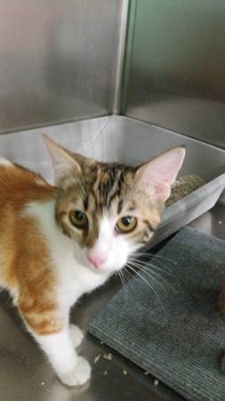 Kittens (Citrus Heights)63848875947139123