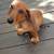 Paws2Paws, Pet Sitting Services 10 thumbnail