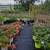 Sky Pencil Holly, Emerald Petite & Little Giant Arborvitae, and more. 7 thumbnail