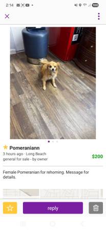 Pomeraniann Long Beach to: Lora Hollywood, Ca 1