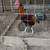 Gallos /roosters 4 thumbnail